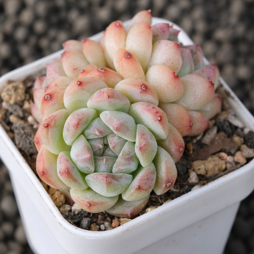 Echeveria Spring Breeze Korean Succulent Plant