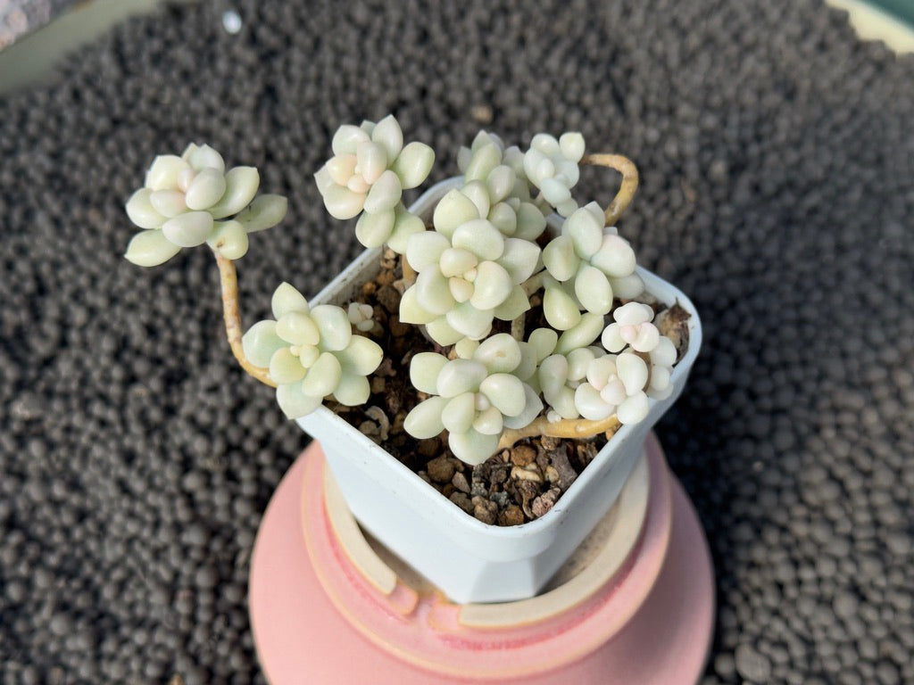 Variegated Graptopetalum Mendozae Imported Succulent Plant