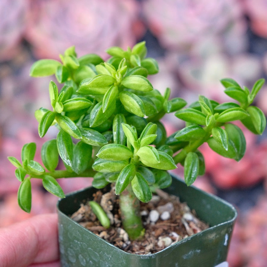 Peperomia axillaris Succulent Plant