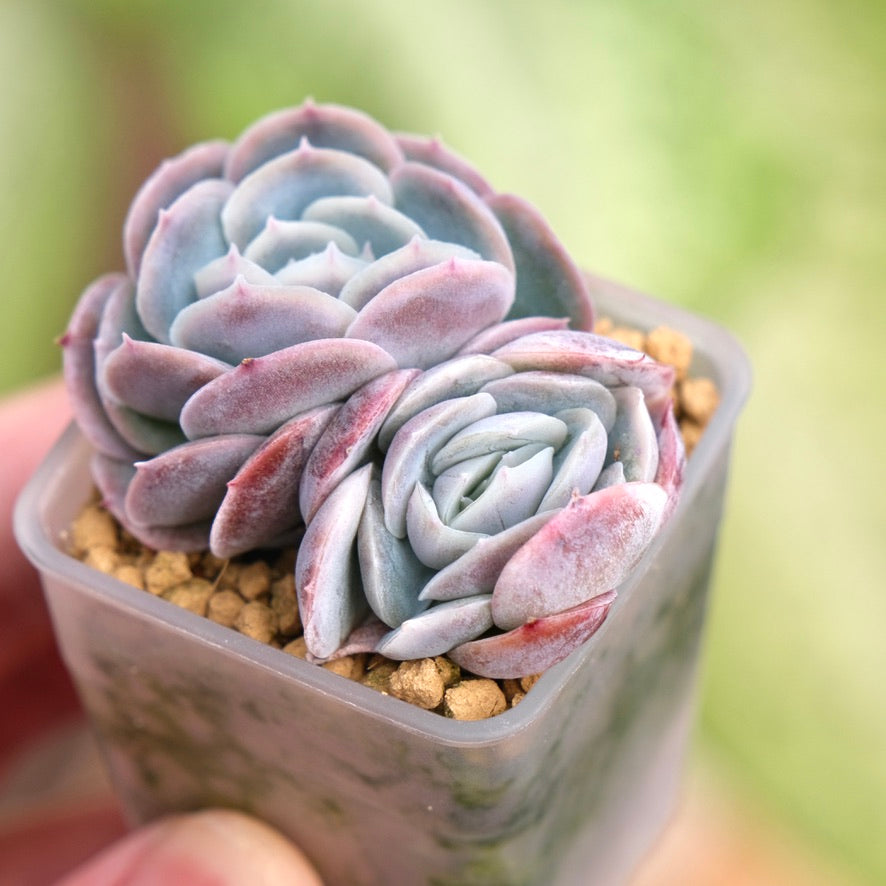 Echeveria Primera Korean Succulent Plant