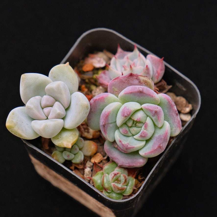 Baby Pot Korean Succulent Plant