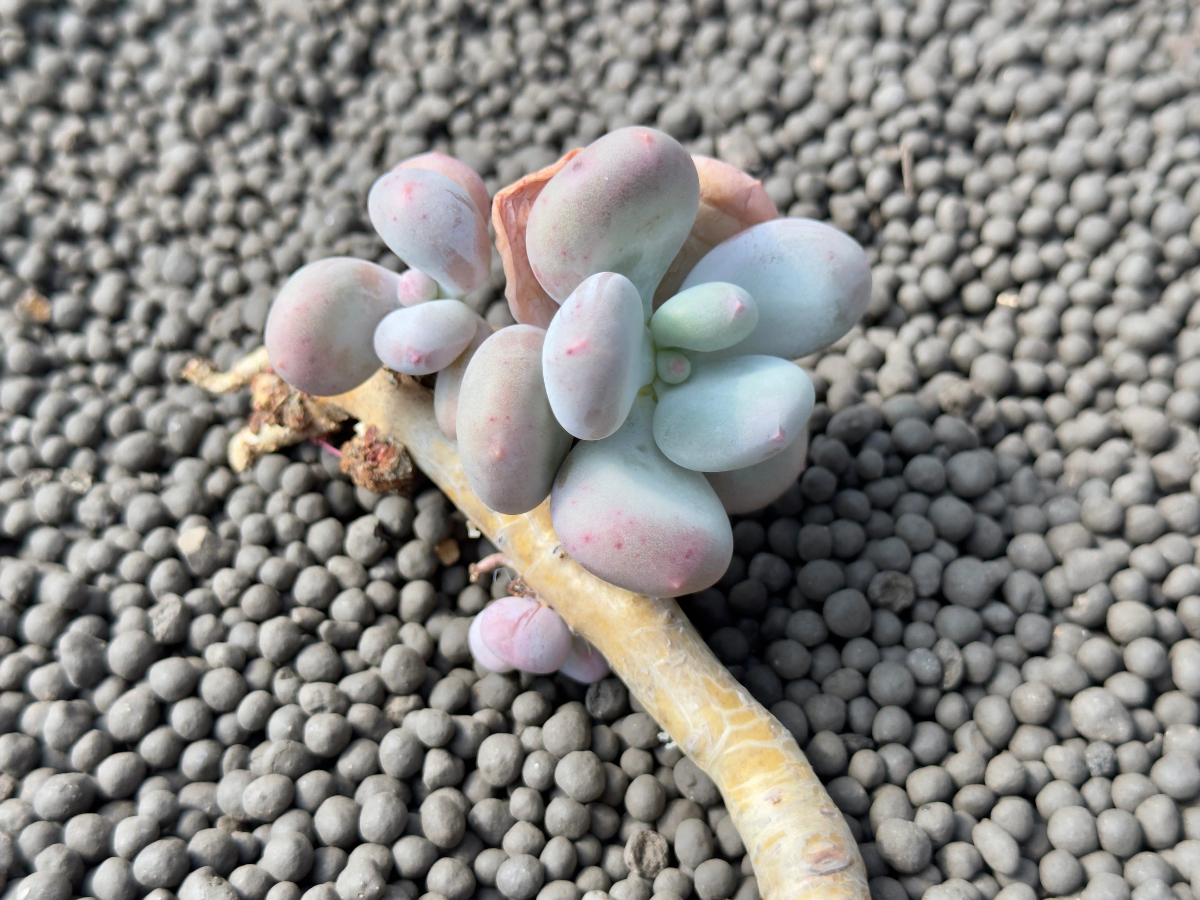 Big Pachyphytum Europe Beauty Korean Succulent Plant