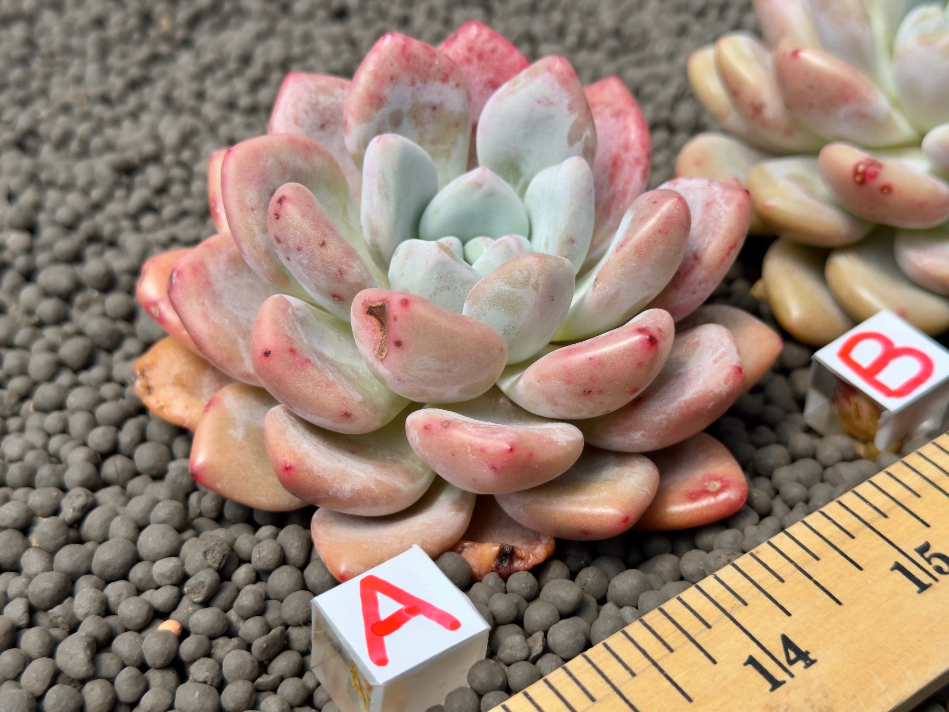 Graptoveria amethystinum x Monroe Imported Succulent Plant