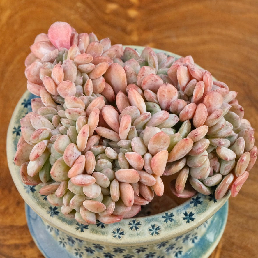 Big Crested Echeveria Pink Jenny Imported Succulent Plant