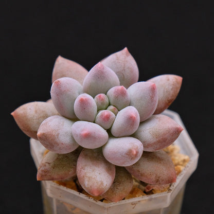 Pachyveria Baby Ball Korean Succulent Plant