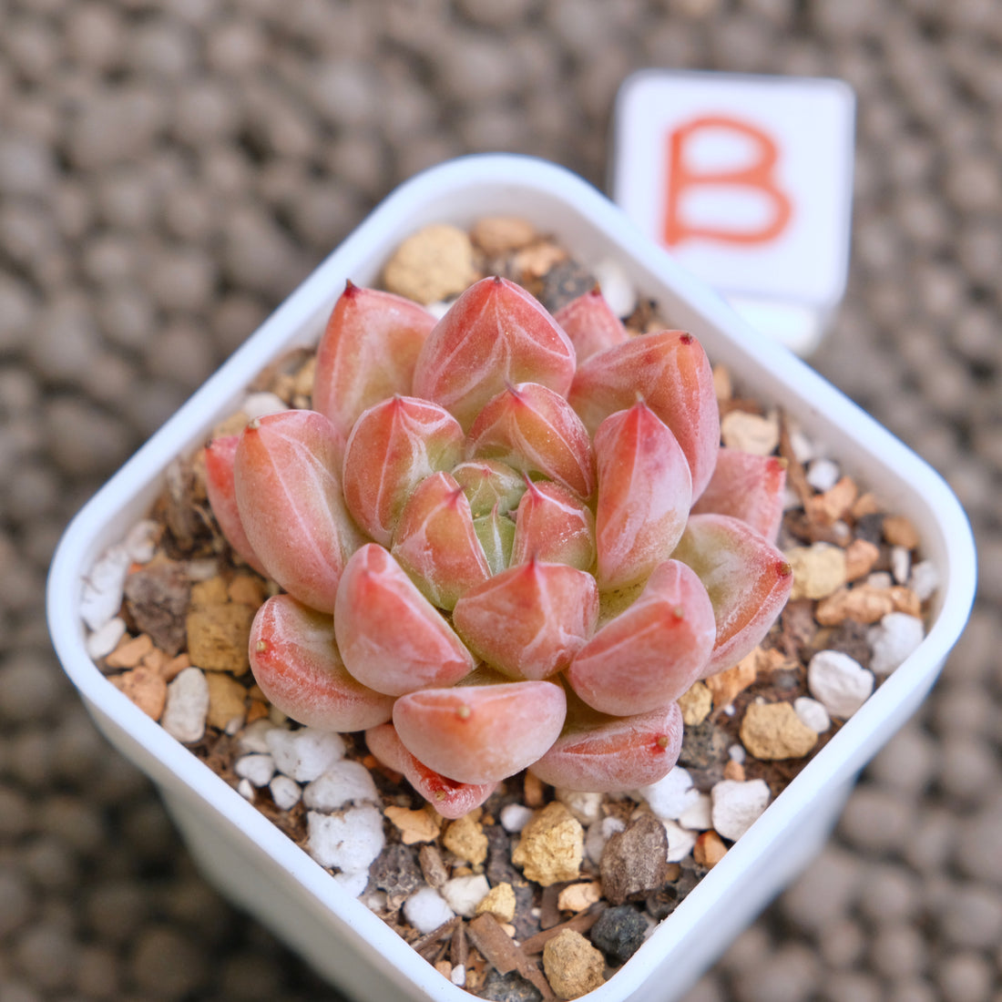 Echeveria Banksy (hwaga hybrid) Korean Succulent Plant - B