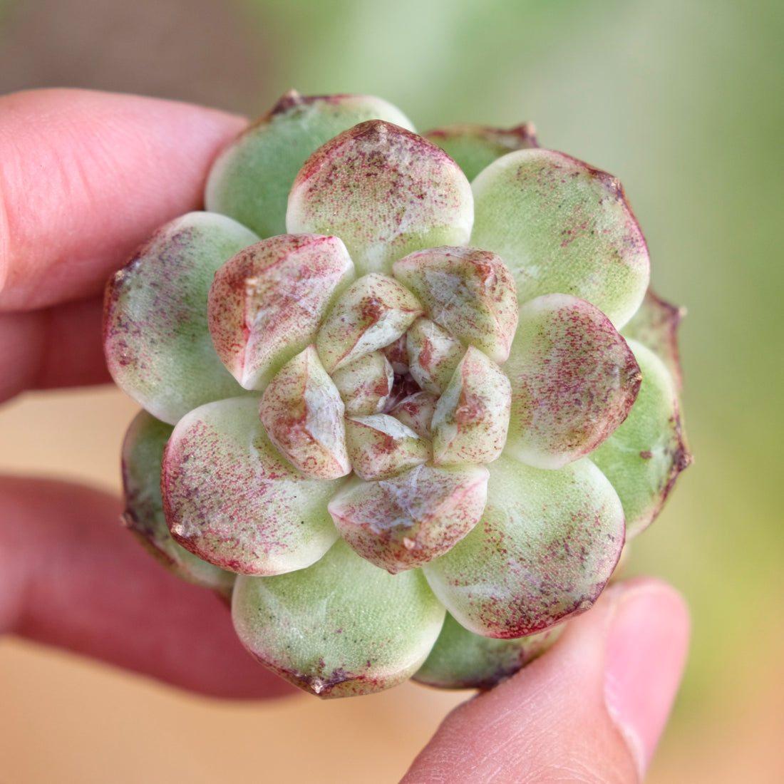 Echeveria Amethyst Korean Succulent Plant