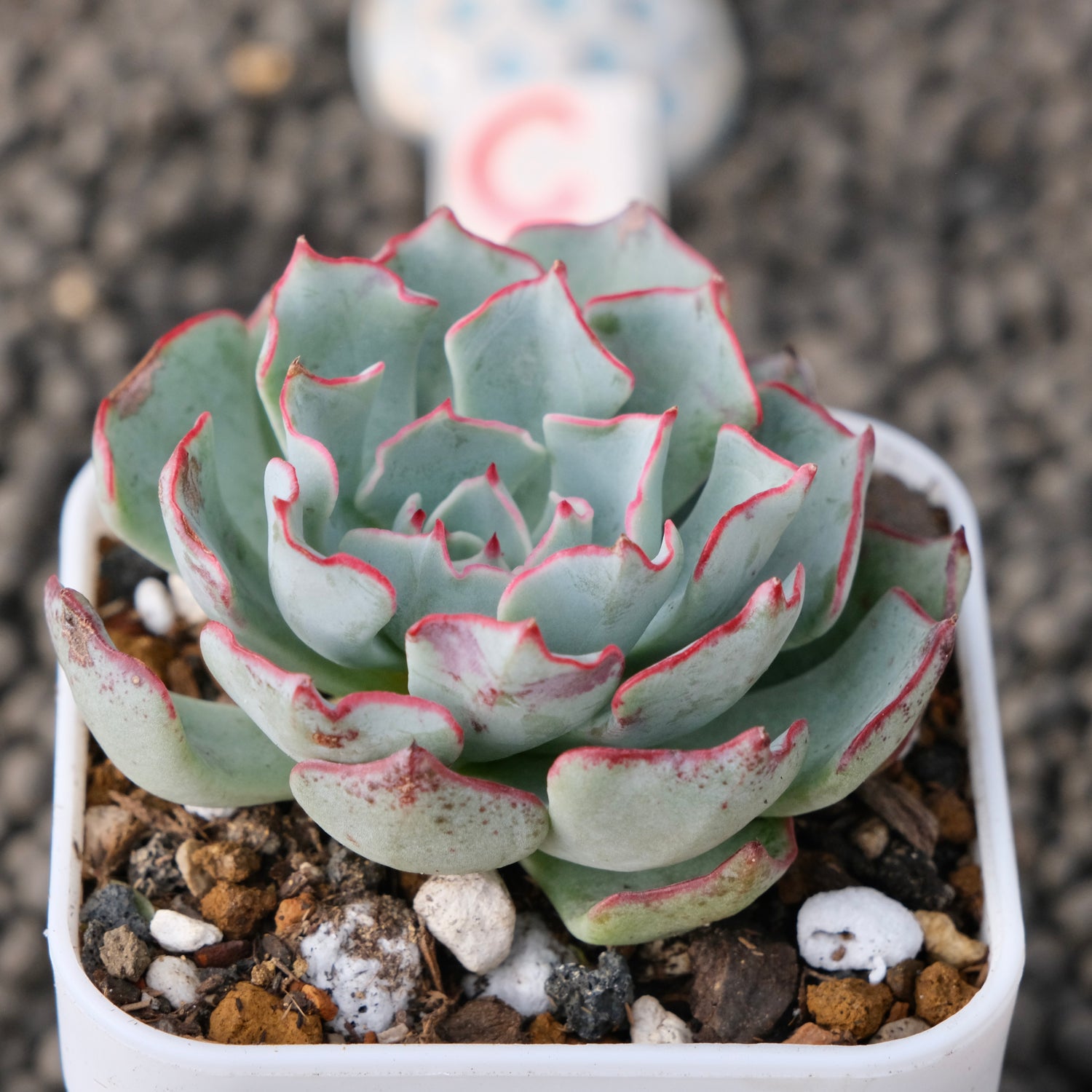 Echeveria Strictiflora Korean Succulent Plant