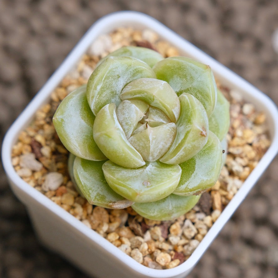 Echeveria Silky Imported Succulent Plant