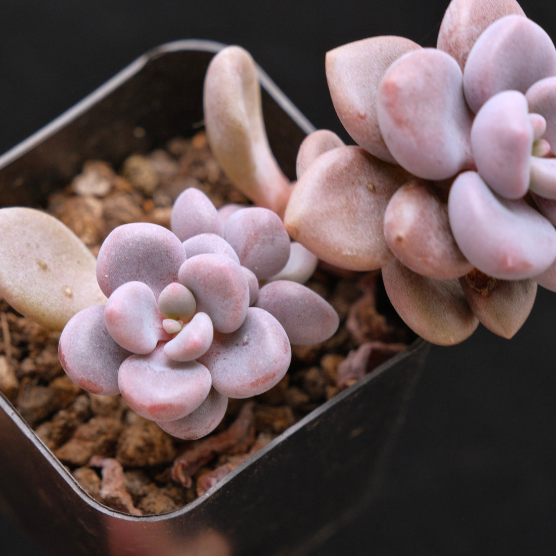 Graptosedum Indian Pink Korean Succulent Plant