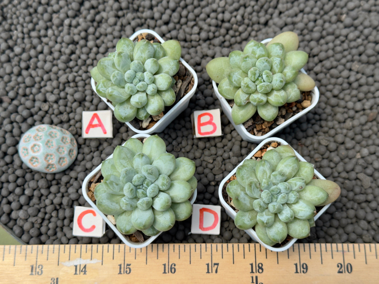 Pachyveria Cocoa Bean Imported Succulent Plant