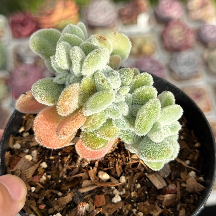 Echeveria Frosty cristata Succulent Plant