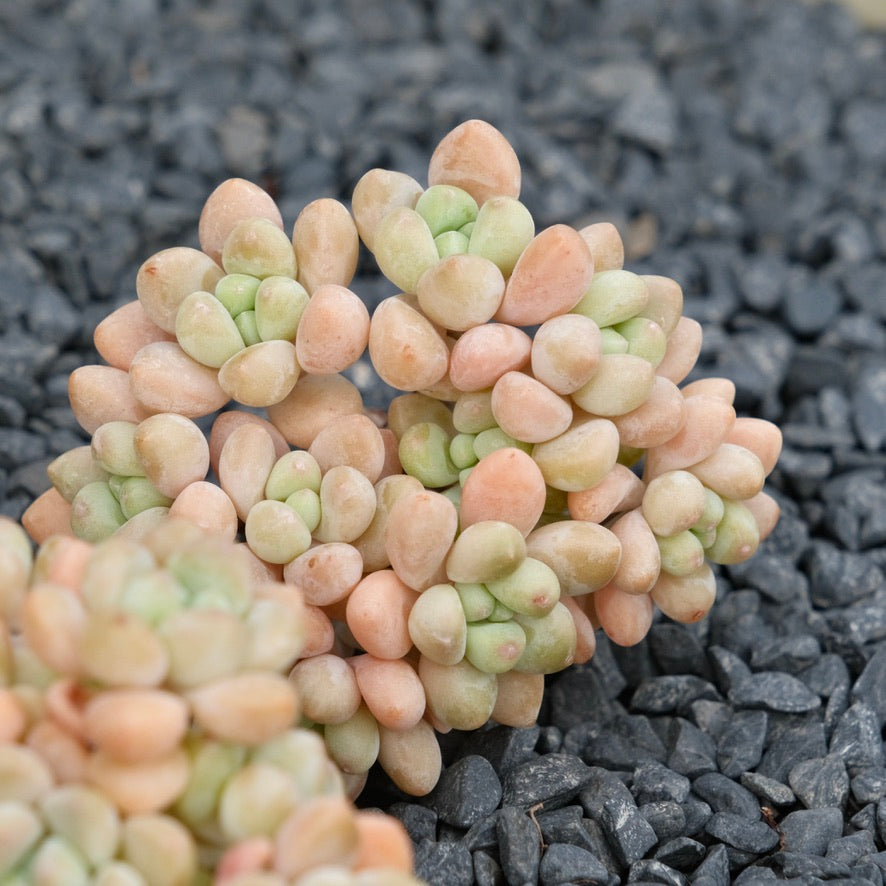 Graptosedum Cheesecake Imported Succulent Plant