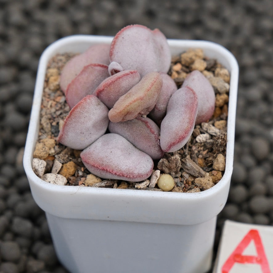 Adromischus Red Egg Imported Succulent Plant