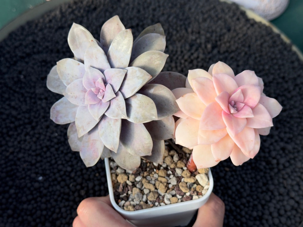 Variegated Graptopetalum Superbum Imported Succulent Plant