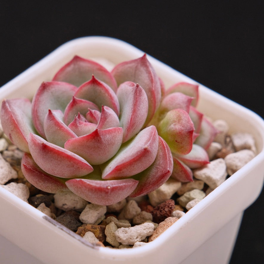 Echeveria Signature Korean Succulent Plant *New*