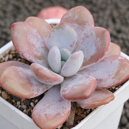 Graptoveria Lala Korean Succulent Plant