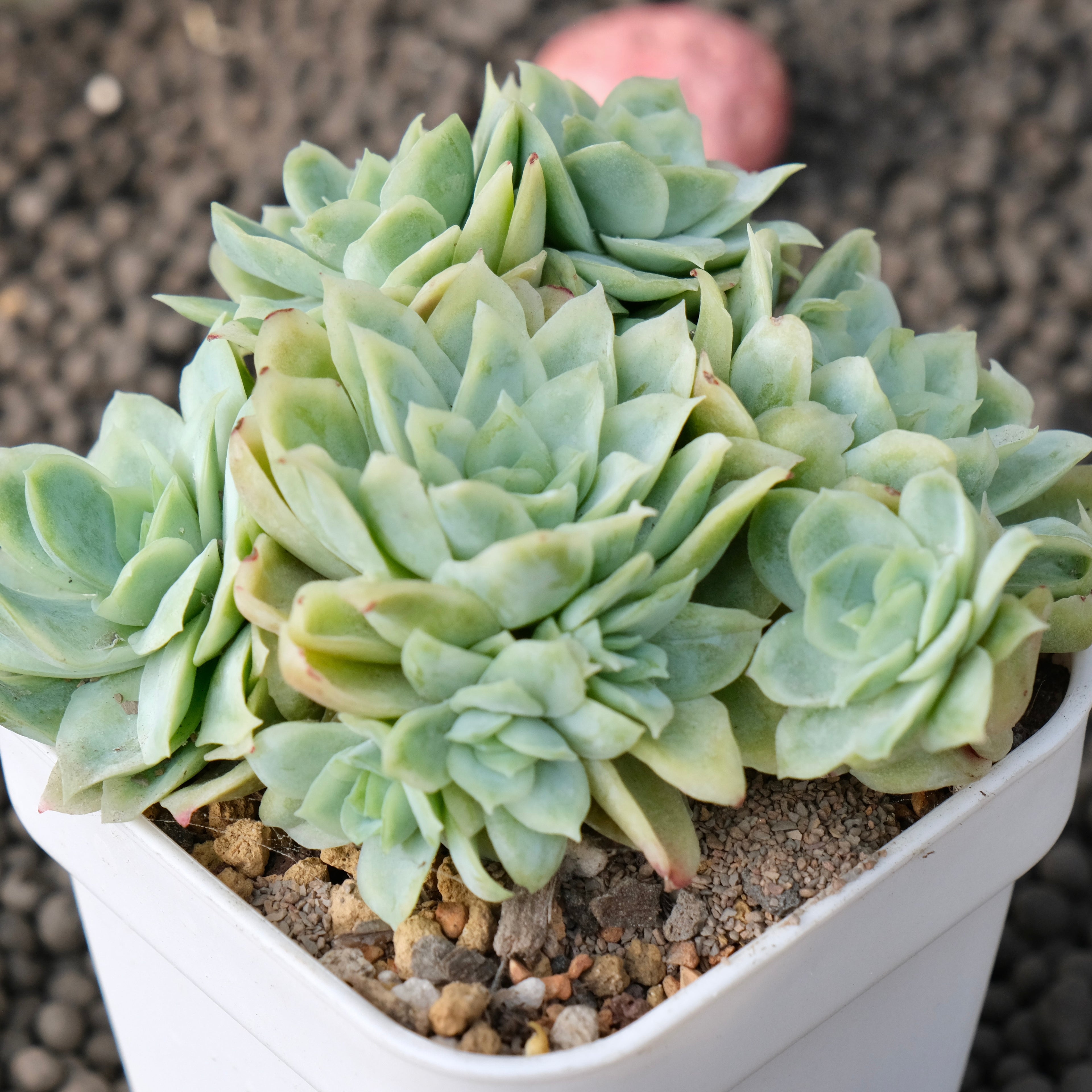 Monstrose Echeveria Rose Queen Korean Succulent Plant