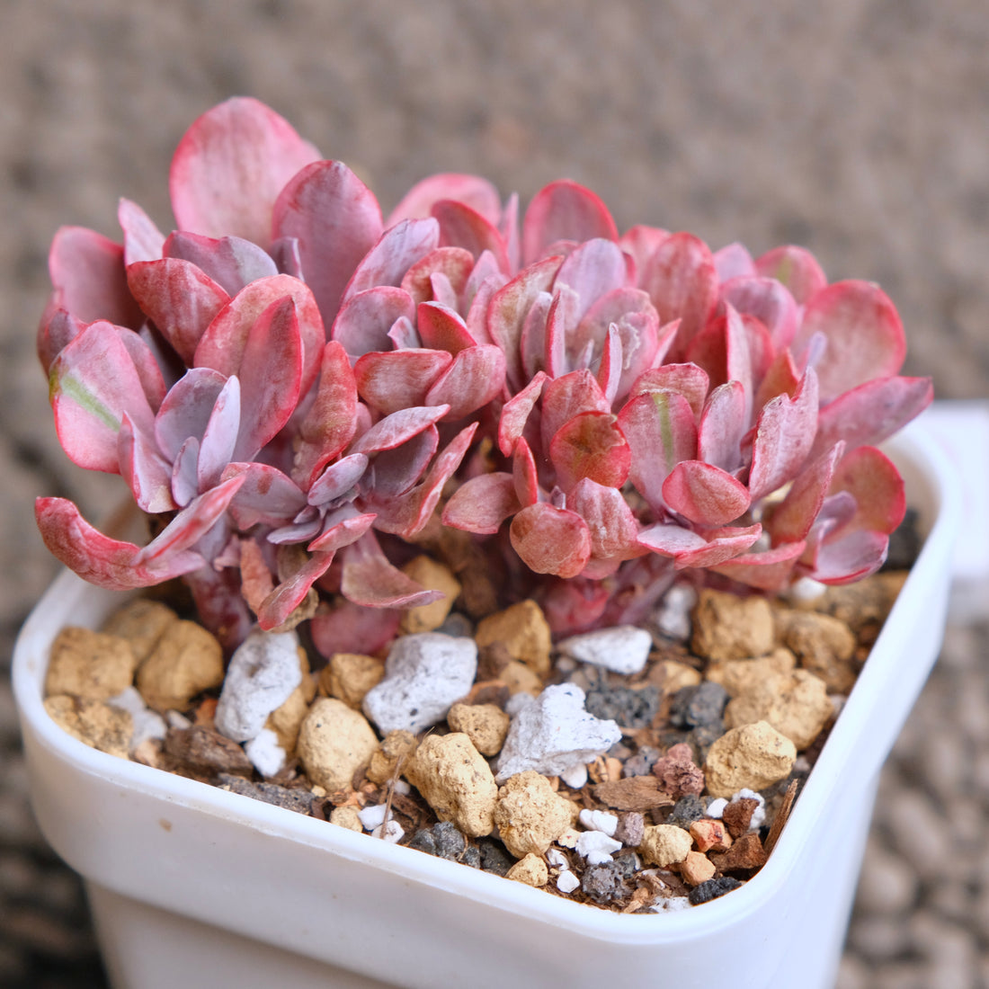 Crested Echeveria Angel Wings variegated Korean Succulent Plant - B