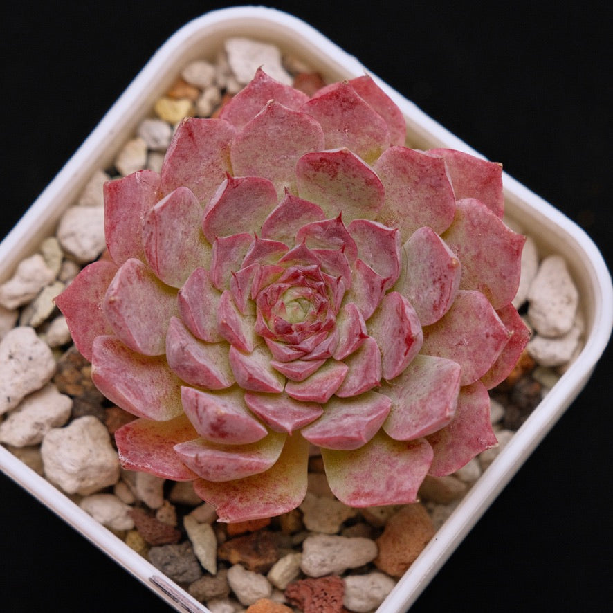 Echeveria Baskin Robbins Korean Succulent Plant *New*