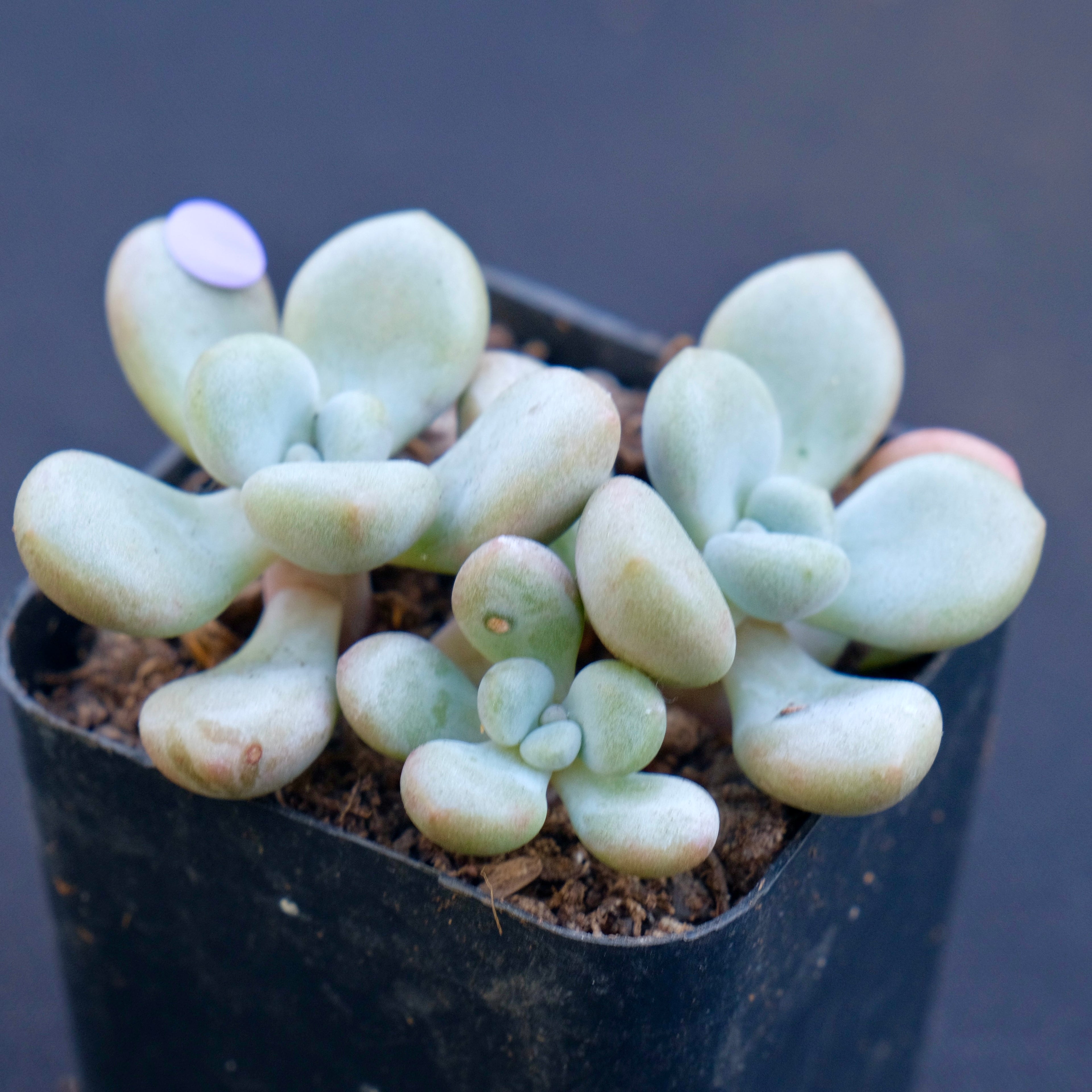 Graptoveria White Americano cluster Air Magic Hybrid Korean Succulent Plant