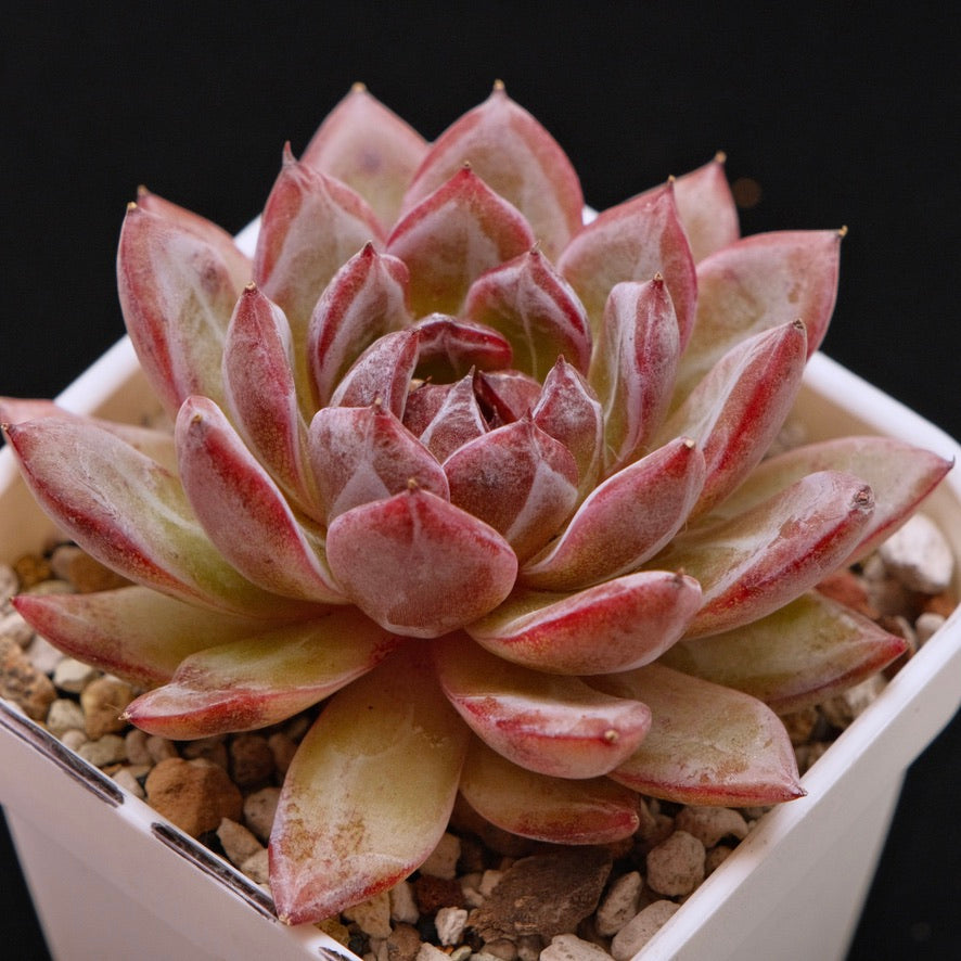 Big Echeveria sp Korean Succulent Plant *New*