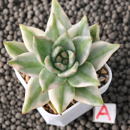 Variegated Echeveria Elkhorn Korean Succulent Plant