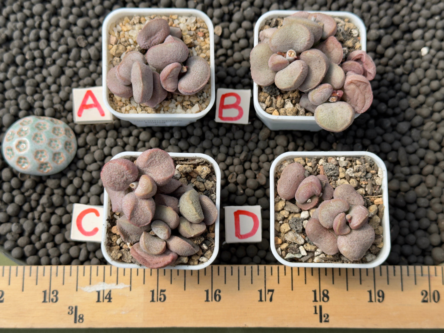 Adromischus &