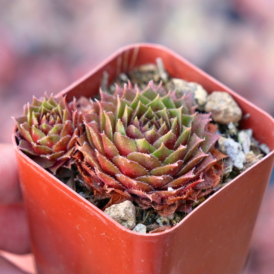 Sempervivum Red Rubin Succulent Plant