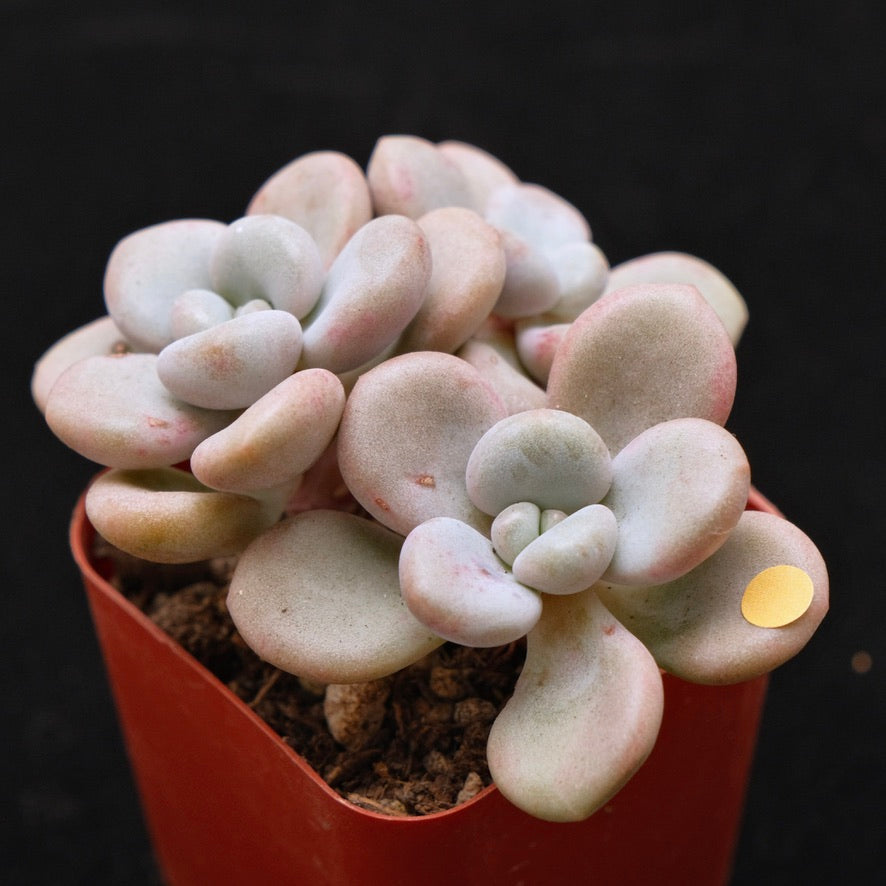 Graptoveria White Americano Korean Succulent Plant