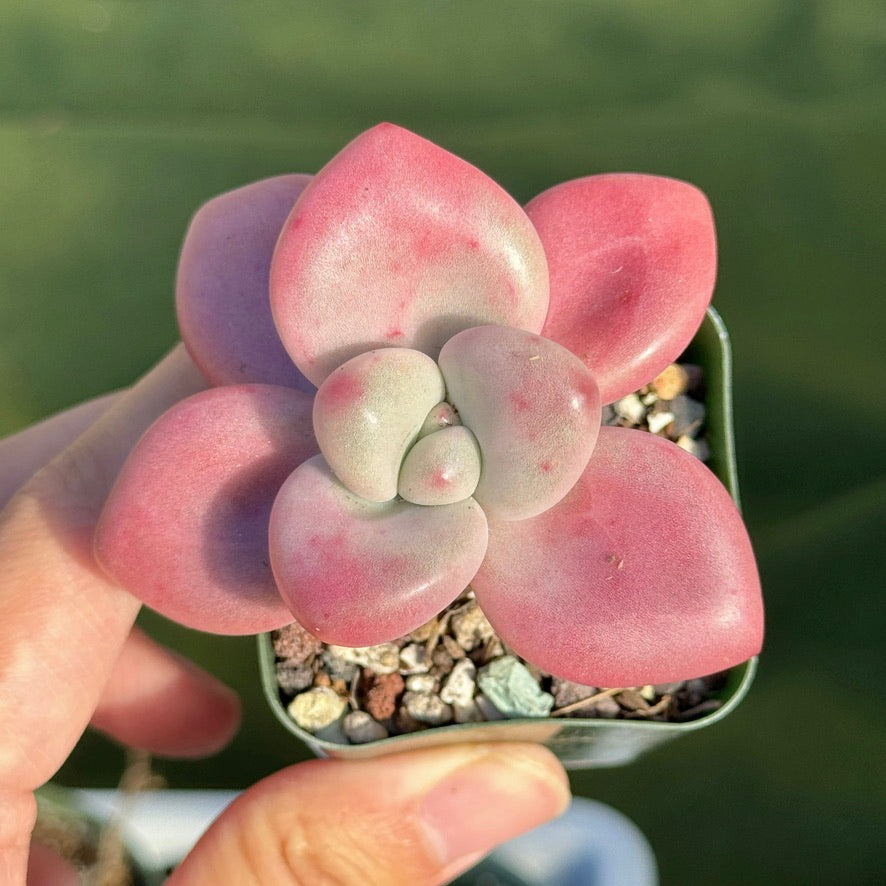 Graptoveria Diamante Rosa Korean Succulent Plant