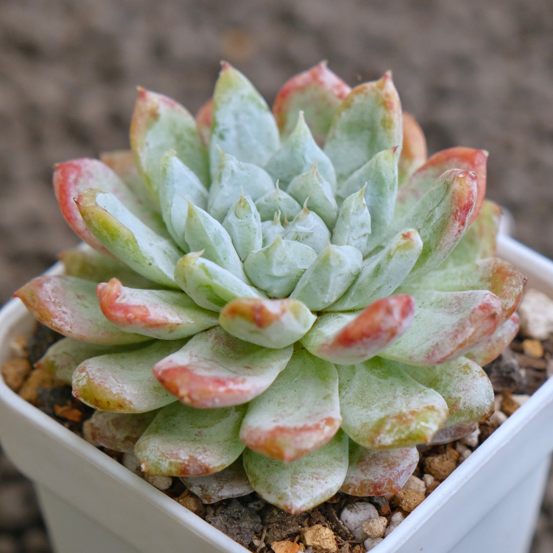 Echeveria Snow Peak Korean Succulent Plant - A