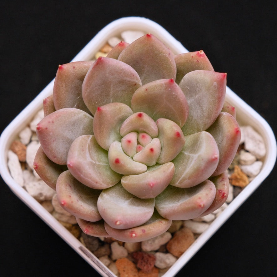 Echeveria Champagne Fresh Korean Succulent Plant