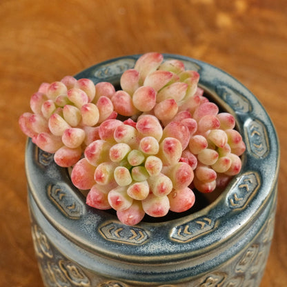 Sedum pachyphyllum hybrid Imported Succulent Plant