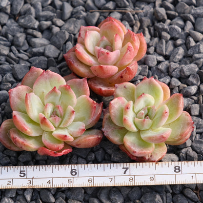 Monstrose Ech. Vampire Queen Korean Succulent Plant Rare Changhee hybrid