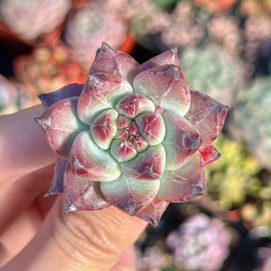 Echeveria Betelgeuse Succulent Plant *New* F