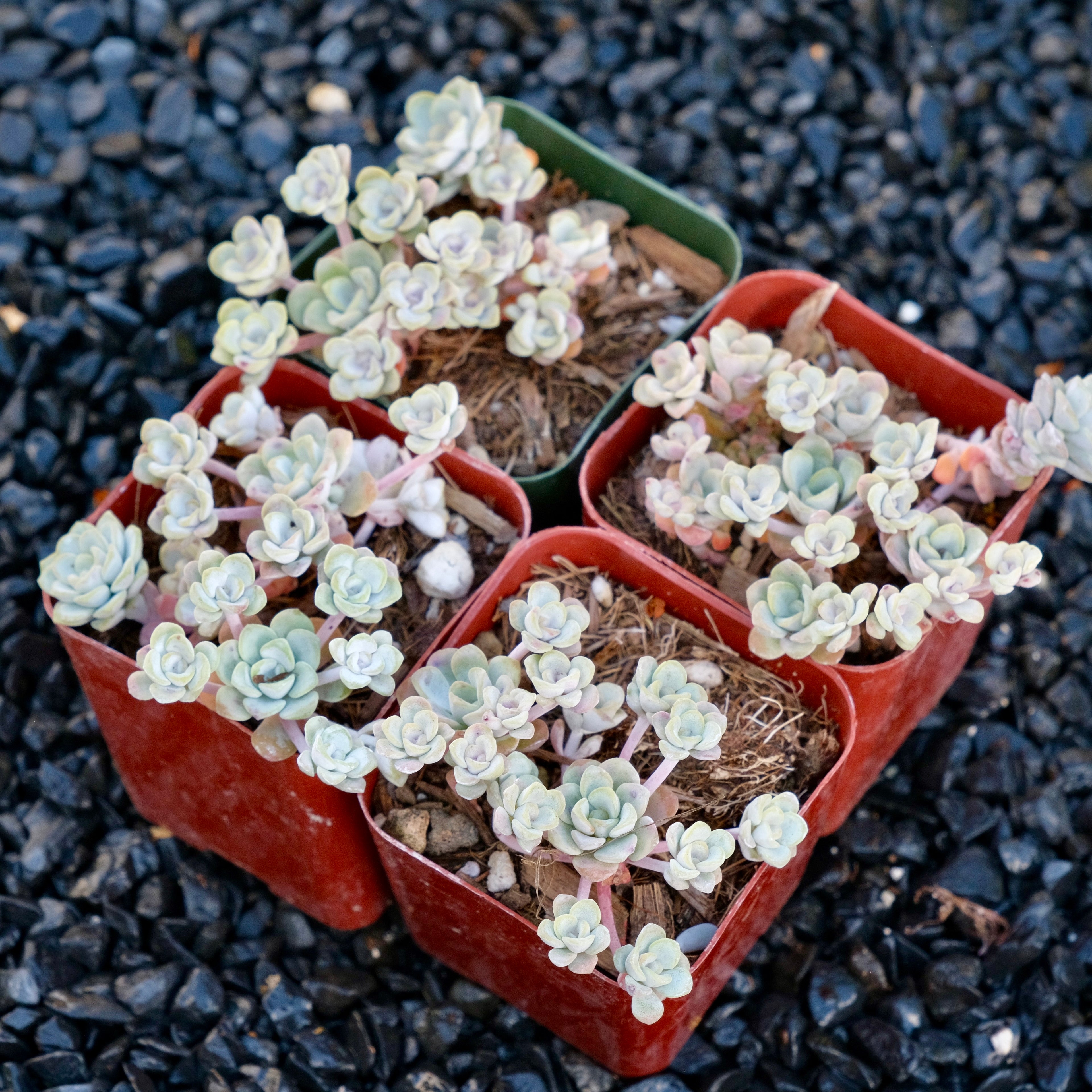 Sedum Cape Blanco Succulent Plant