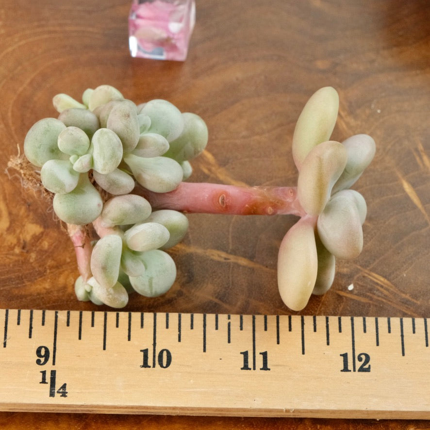 Graptoveria White Americano Korean Succulent Plant