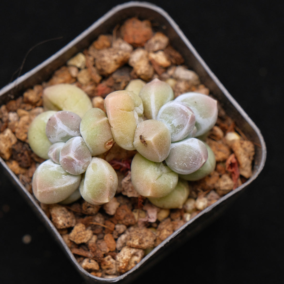 Pachyphytum Fresh Ball Korean Succulent Plant