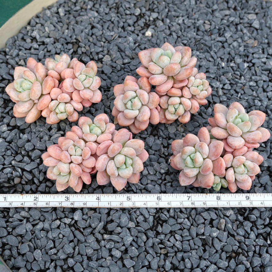 Graptosedum Miul Imported Succulent Plant