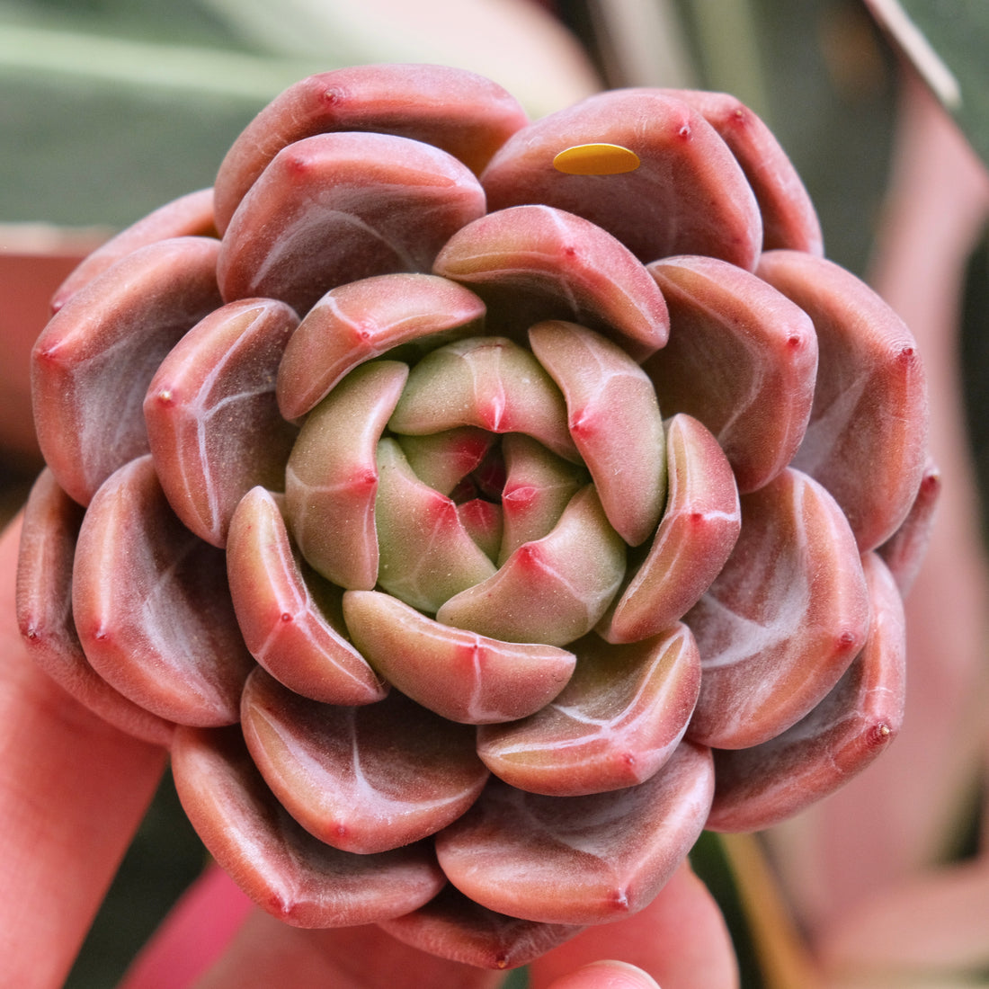 Echeveria EOS Korean Succulent Plant *New*