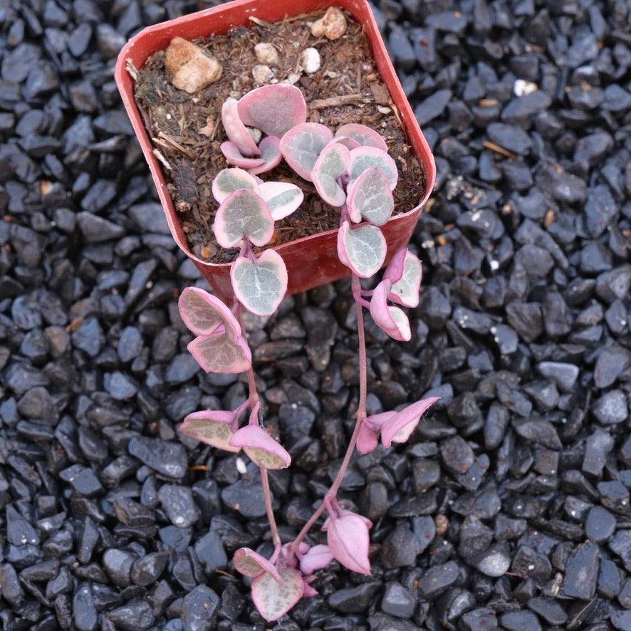 2 inch Variegated String of Hearts Succulent Plant