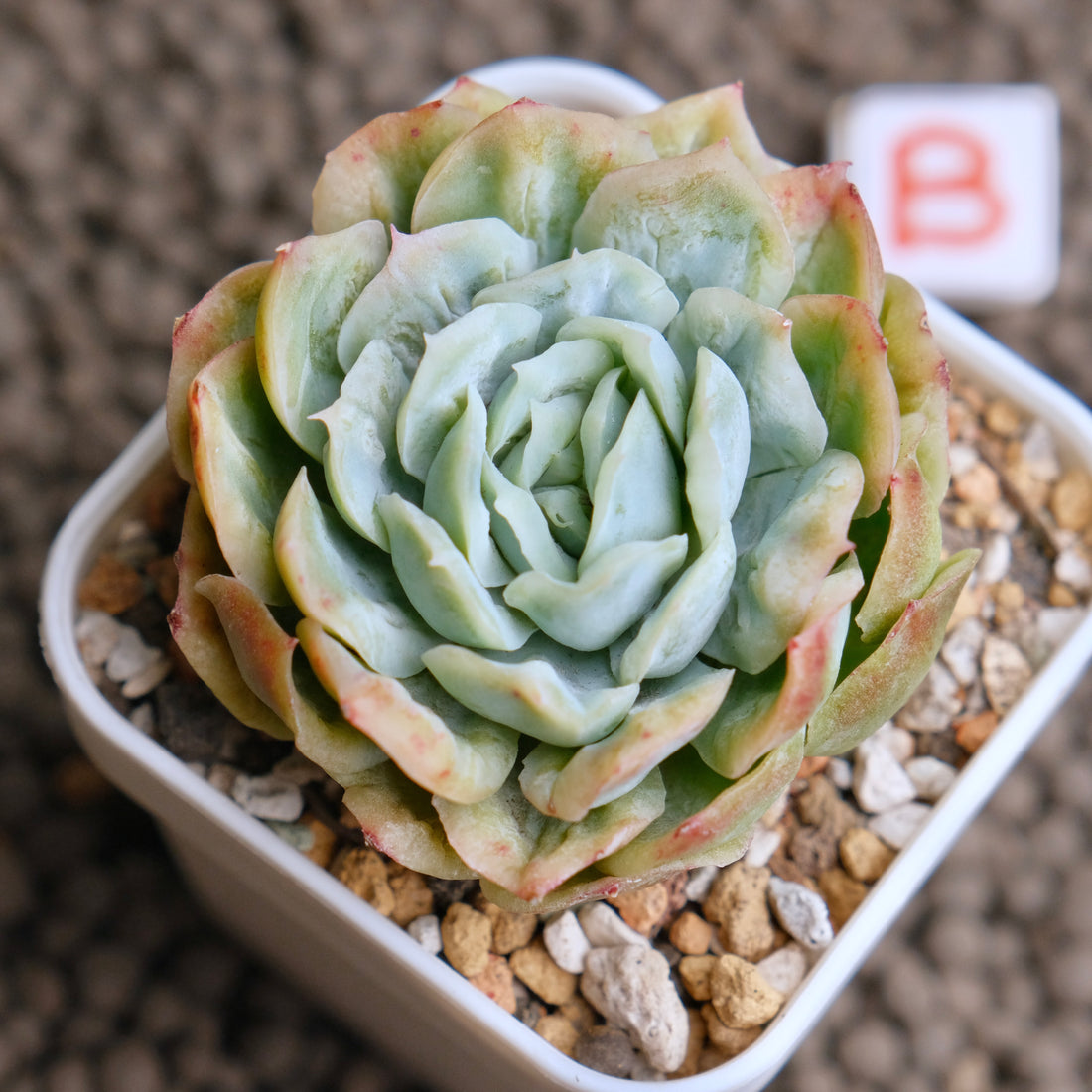 Monstrose Echeveria Bubble Rose Imported Succulent Plant - B