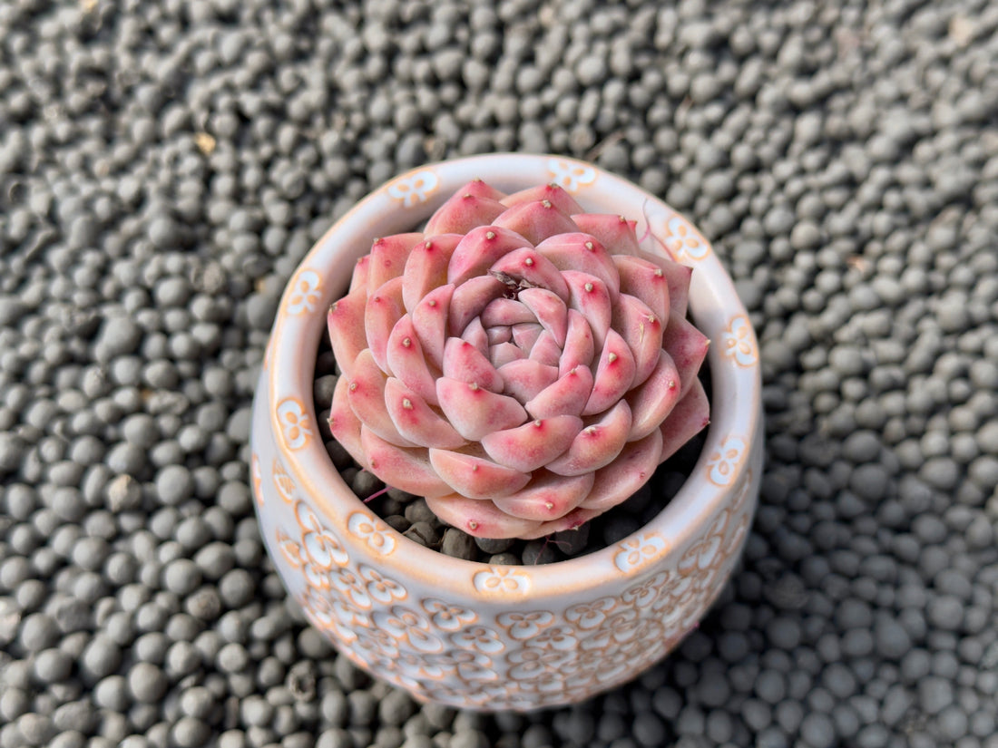 Echeveria Pink Lina Imported Succulent Plant