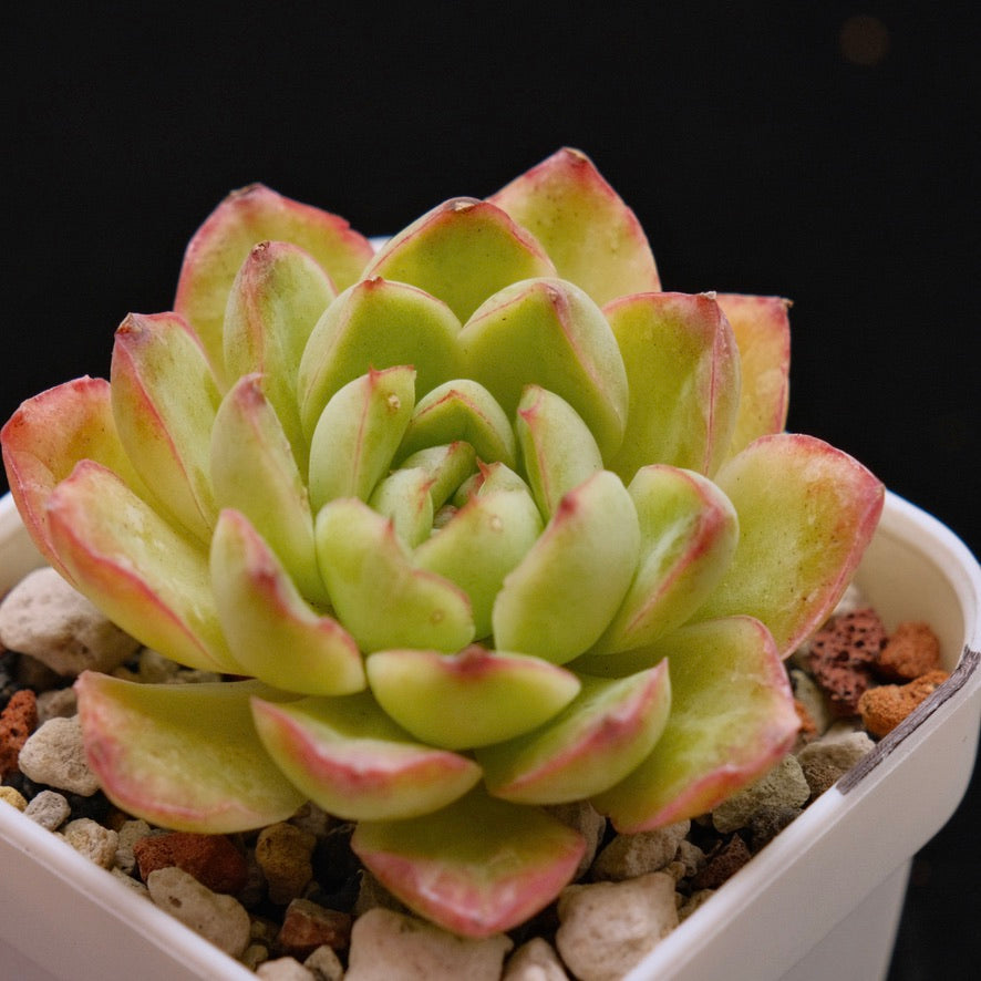 Variegated Echeveria Spring Day Korean Succulent Plant *New*