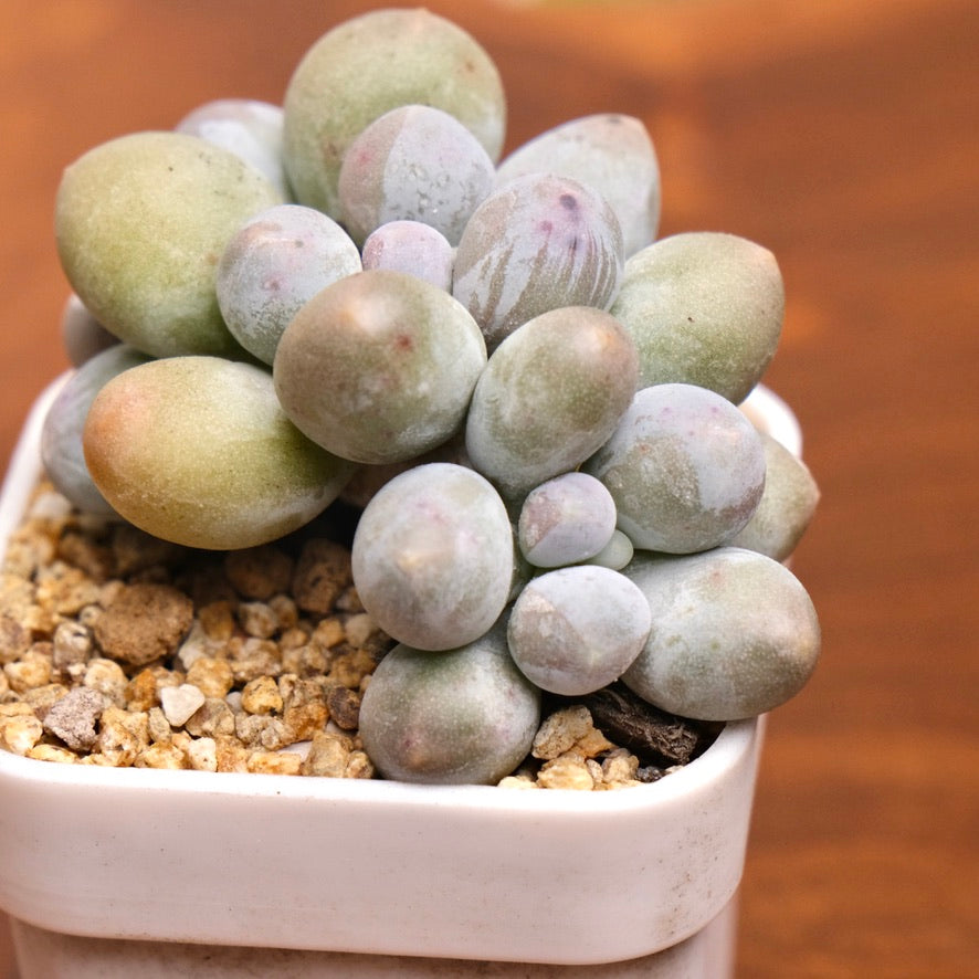 Pachyveria Sweet Mochi Imported Succulent Plant