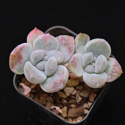 Graptoveria Amaria Korean Succulent Plant