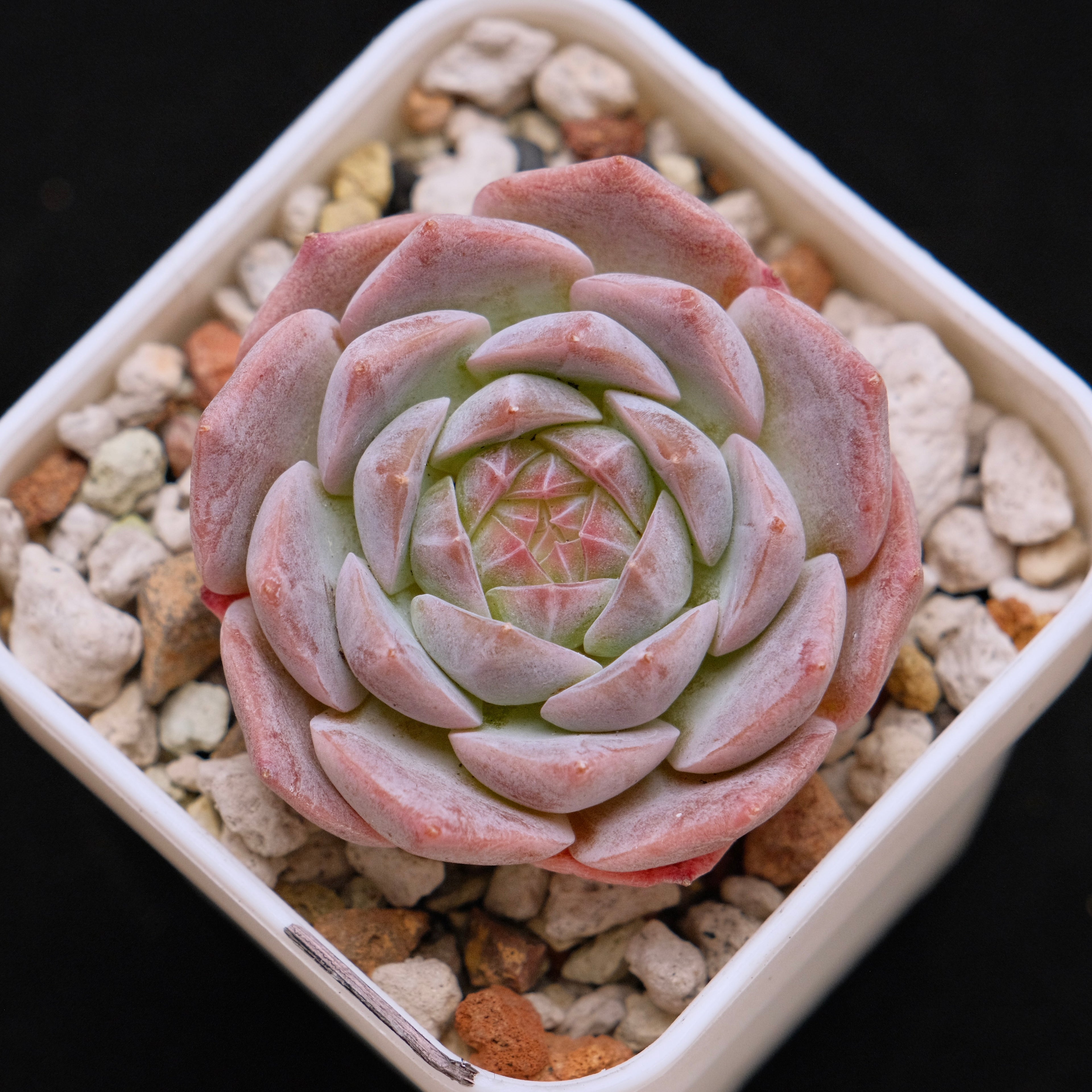 Echeveria Jelly hybrid (seedling) Imported Succulent Plant *New* 糖心杂