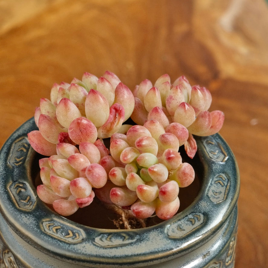 Sedum pachyphyllum hybrid Imported Succulent Plant