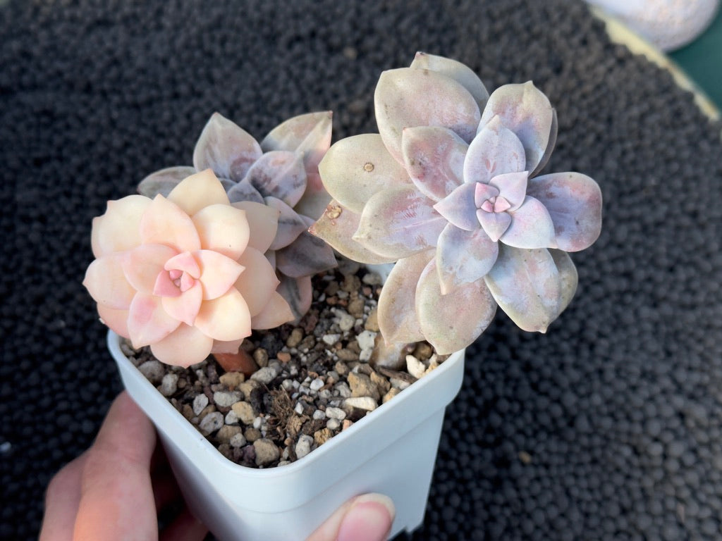 Variegated Graptopetalum Superbum Imported Succulent Plant